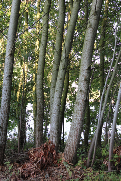 Volwassen bomen bij Demkabrug zomer 2025